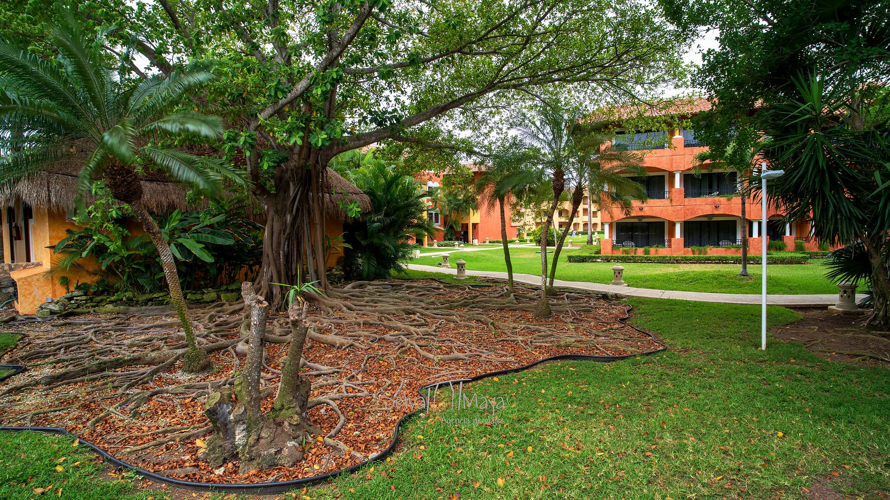 Jardines con árbol de raíces en Iberostar Waves Paraíso Beach