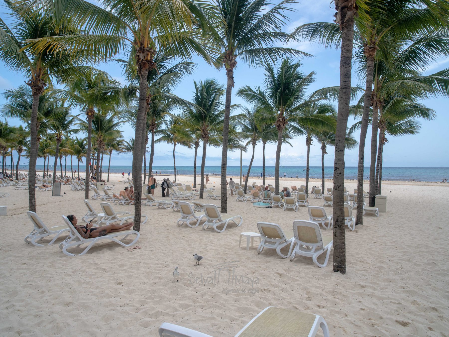 Playa de arena blanca con camastros y palmeras en Playacar, a la que acceden los huéspedes del Riu Tequila